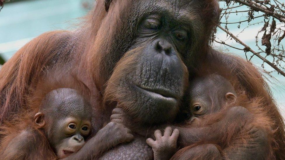 Bornean orangutan mum and babies