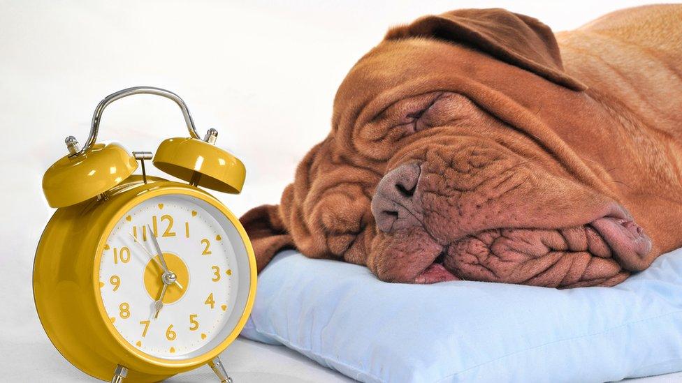 Dog asleep near a clock