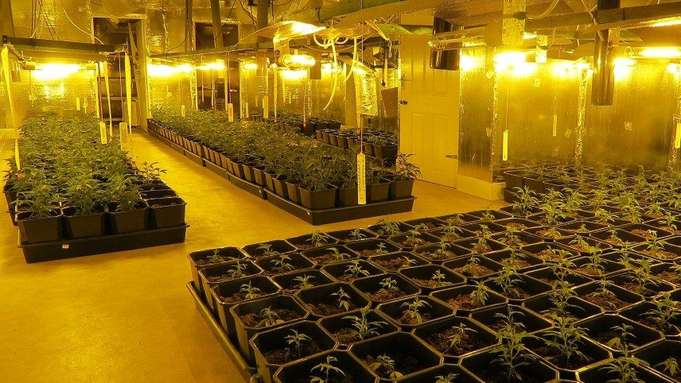 cannabis farm in the mill