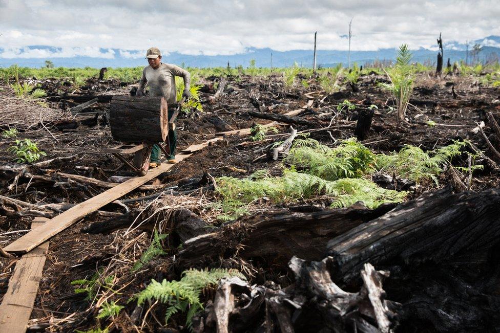 A worker clears charred tree stumps after a palm oil company has logged and burnt the Tripa region of the Leuser Ecosystem