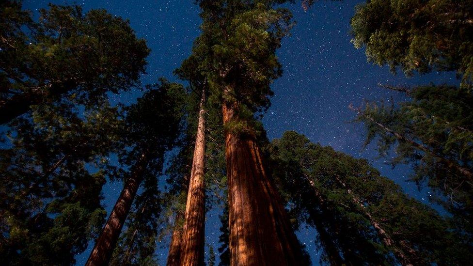 Giant sequoias by moonlight