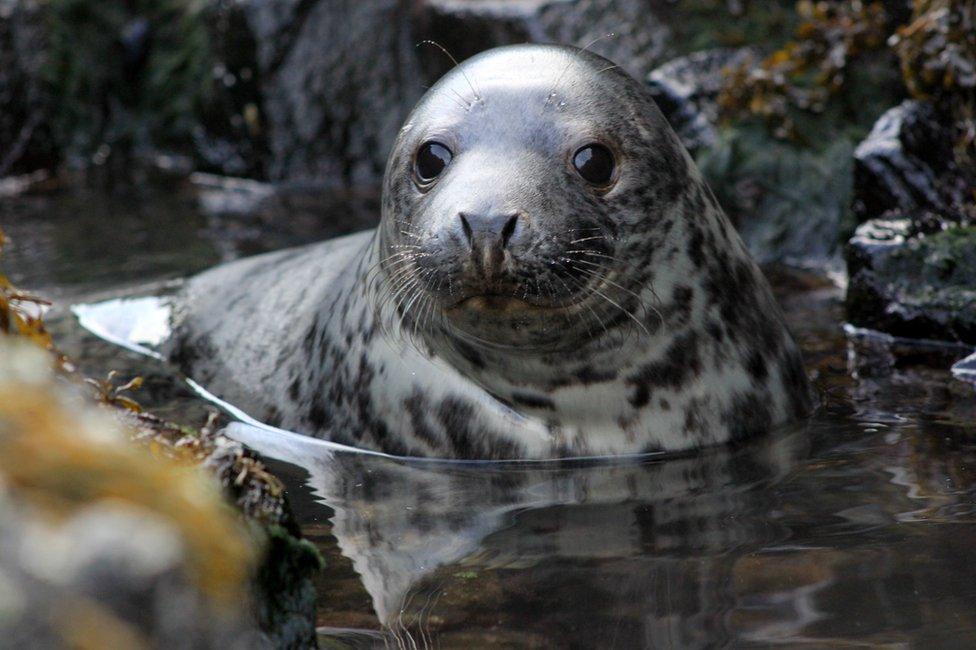 Seal