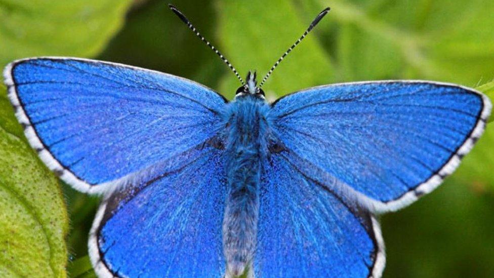 Male Adonis Blue butterfly rests on a leaf