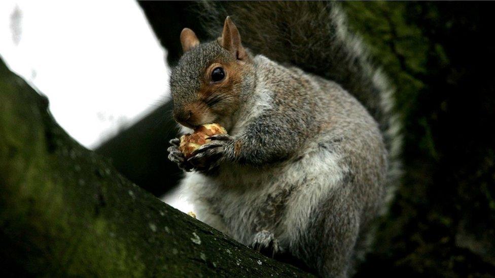 Grey squirrel