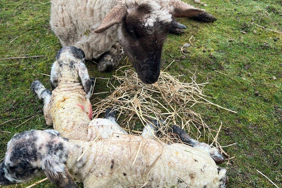 An ewe and her lambs