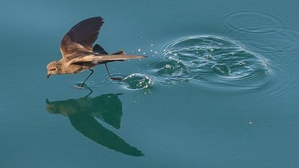 A storm petrel walking on water