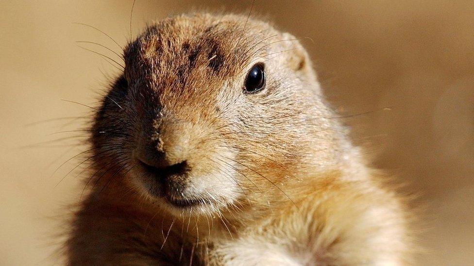 Prairie dog in California