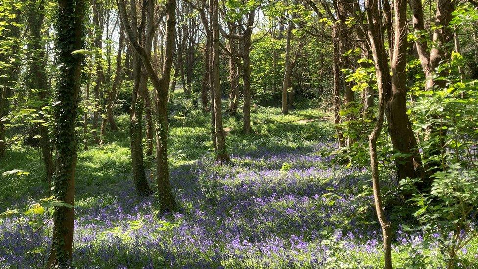 Bluebell Woods in Guernsey