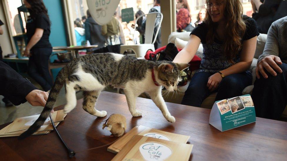 A cat walks across a coffee table at a cat cafe.