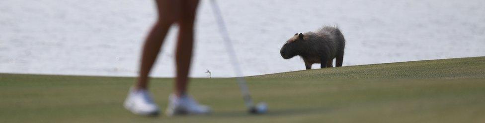 a capybara in focus, just behind a woman with a golf club, 19 August 2016