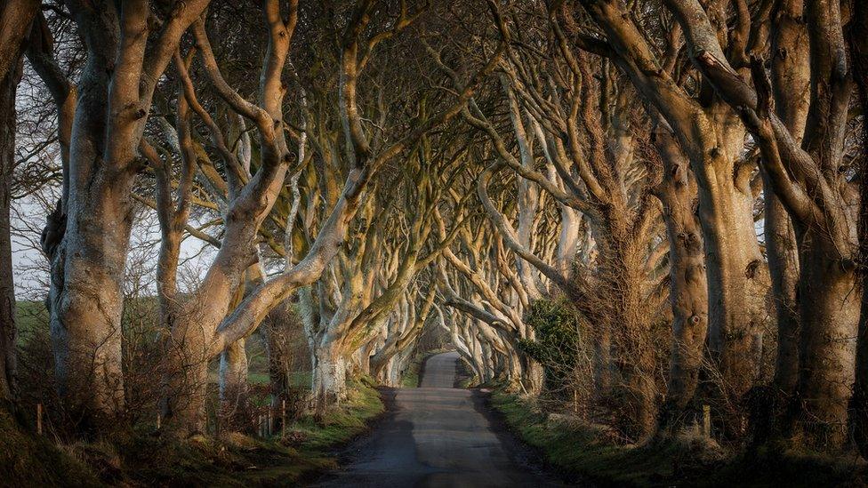 The Dark Hedges, an avenue of beech trees on the Bregagh Road