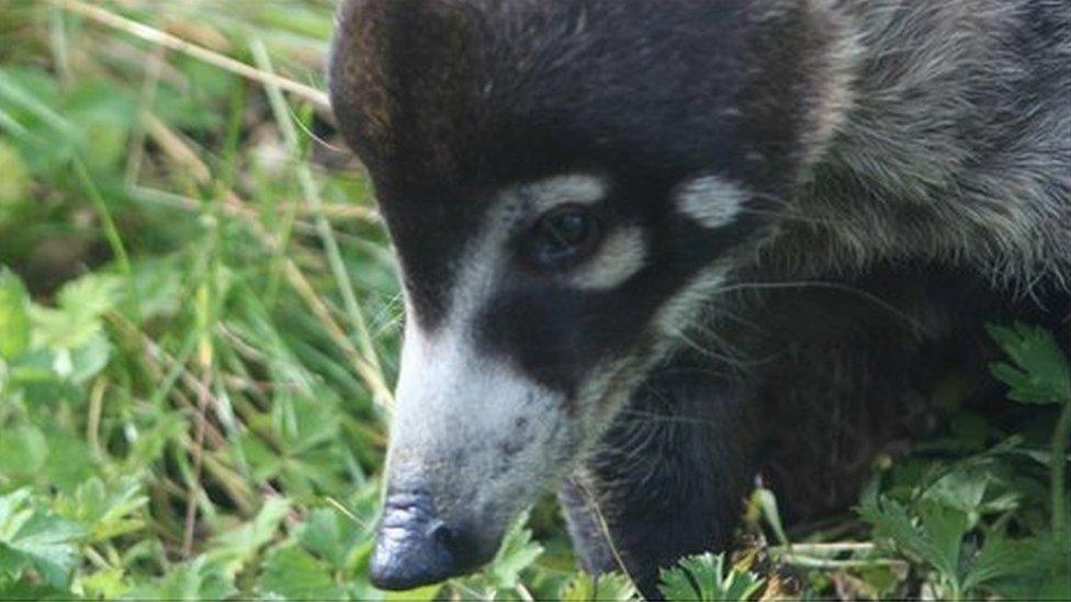 White nosed coati