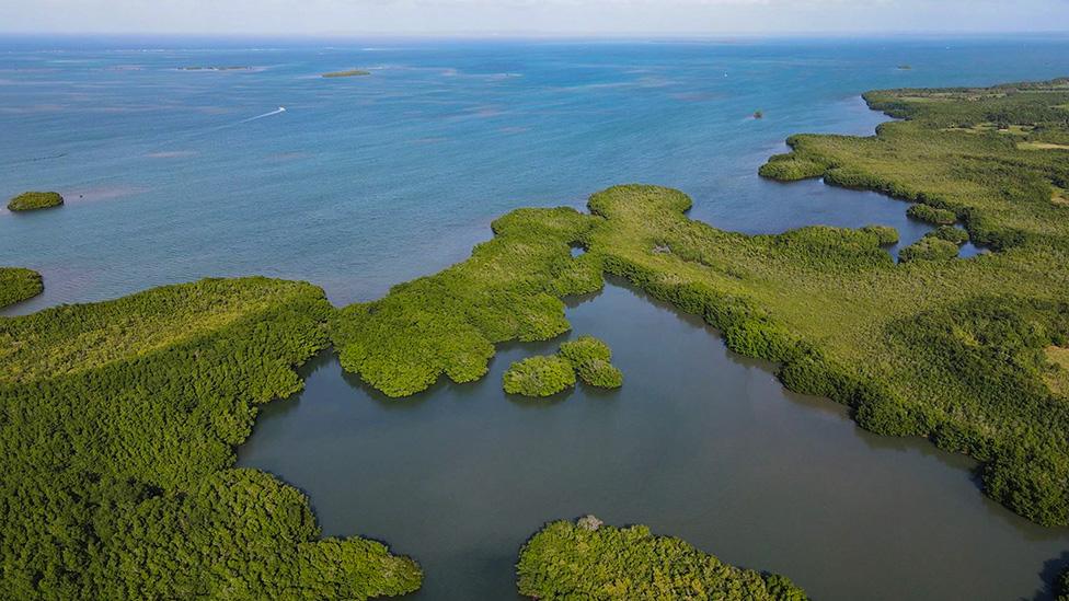 Mangrove forest