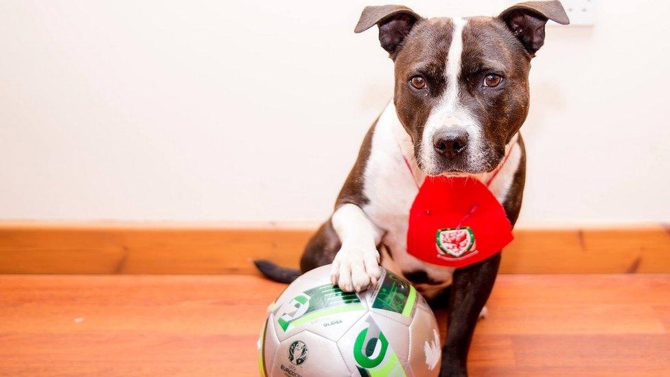 Bruce the rescue dog with a Wales bib and a football