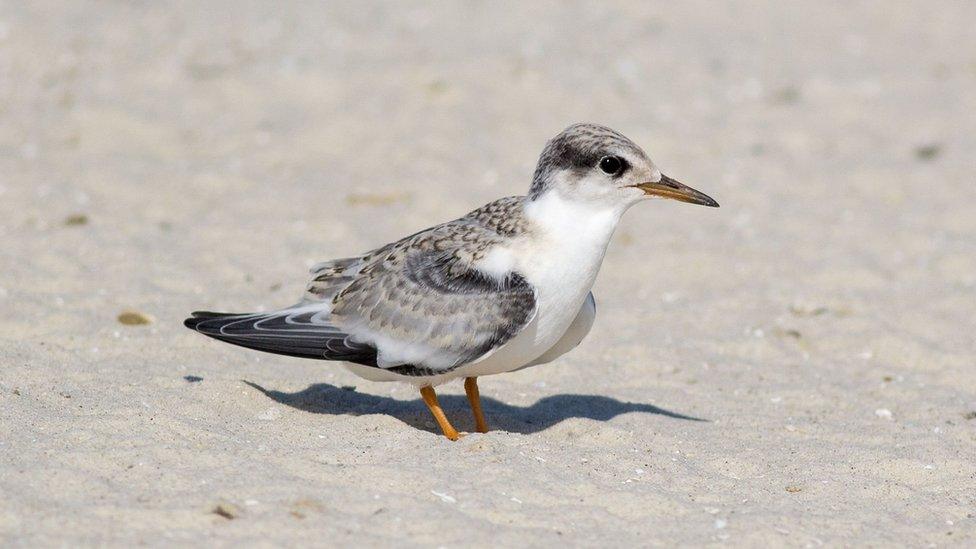 A juvenile least tern