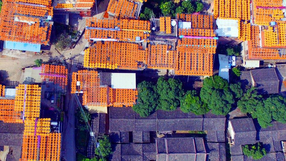 Persimmons dry on rooftops in Anxi county, Quanzhou, Fujian province