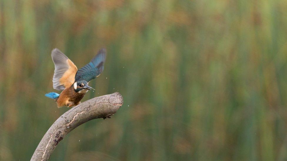 A kingfisher flying at WWT Slimbridge