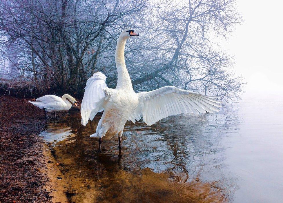 "Swan at Petersfield Heath Pond on a frosty morning" by Christopher Pearson