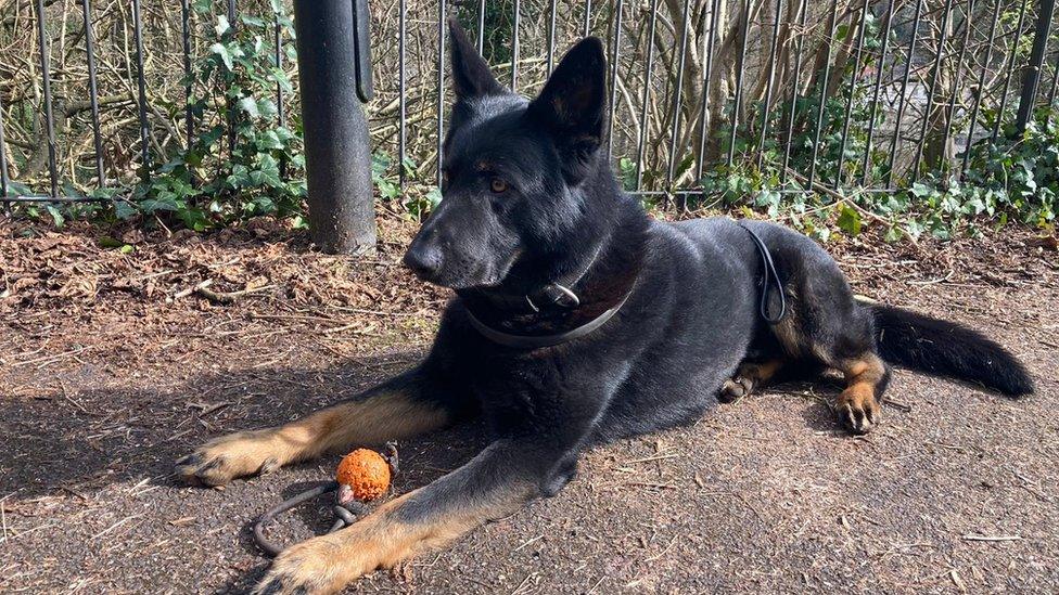 Police dog Jabba