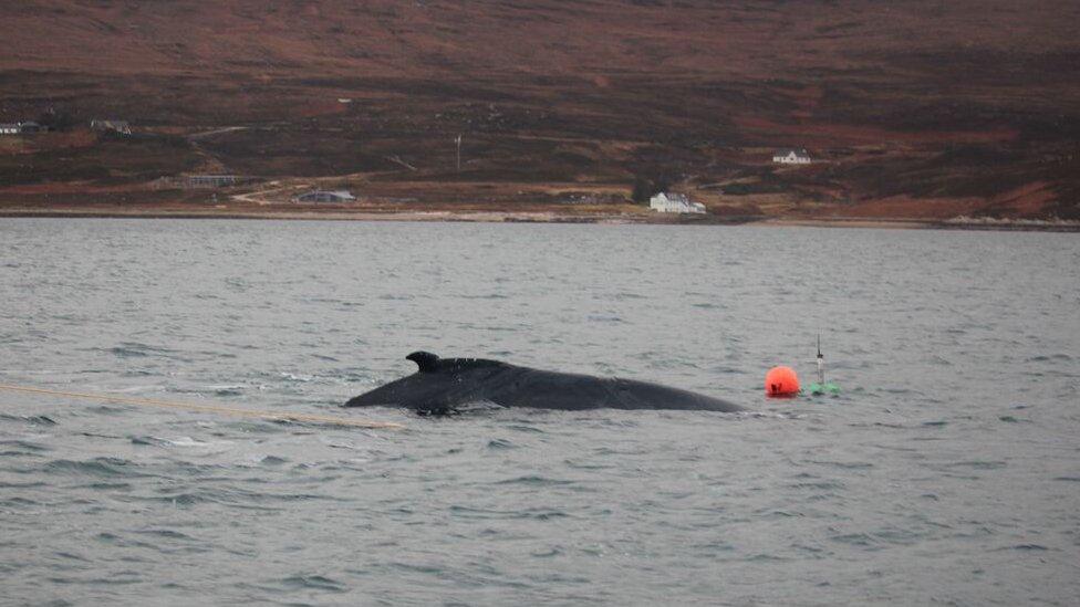 Whale rescue