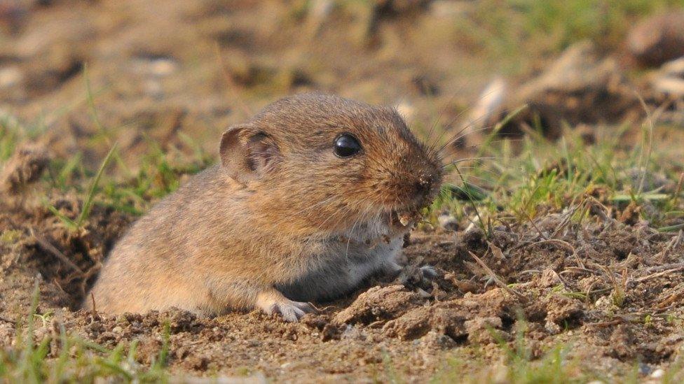 Bavarian pine vole