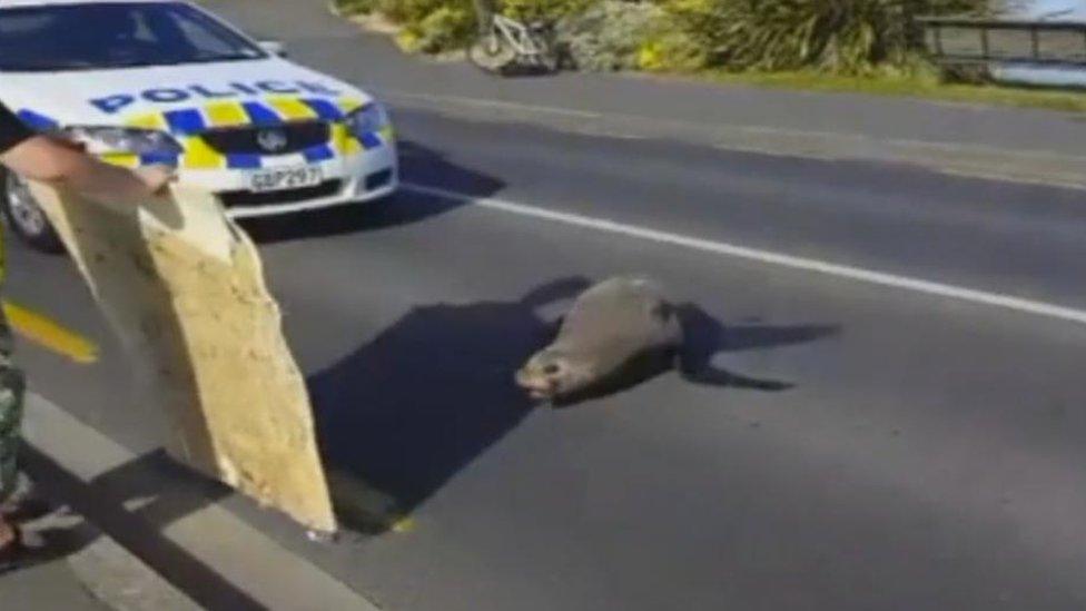 Sunbathing seal in the middle of the road in Dunedin