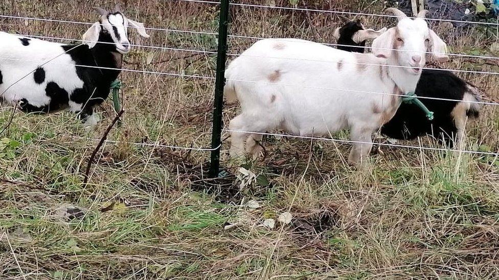 Goats Dora, Dolly, and Dangermouse