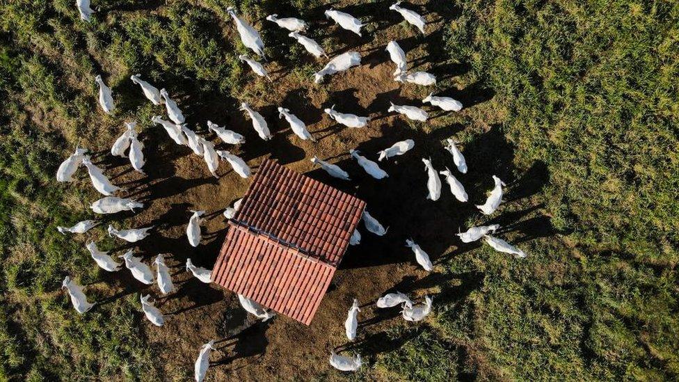 Cattle on a farm along the BR-230 highway, known as the Transamazonica, near the Belo Monte Hydroelectric Power Plant, in the municipality of Vitoria do Xingu, Para, Brazil, July 15, 2021.