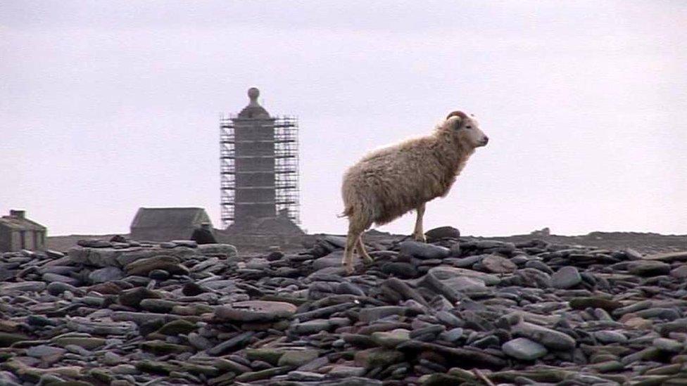 North Ronaldsay sheep