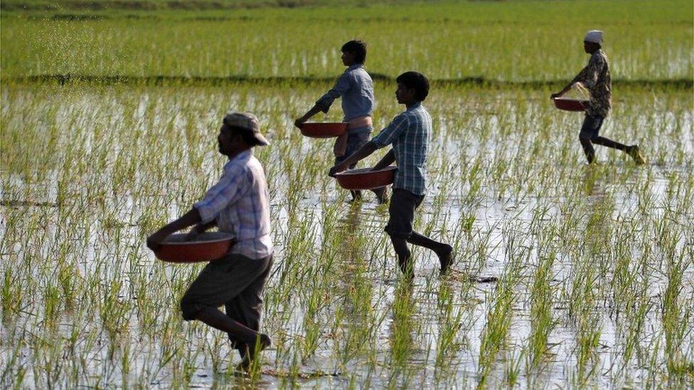 Farmers sprinkle fertilizers on a paddy field on the outskirts of Ahmedabad, India, February 1, 2017