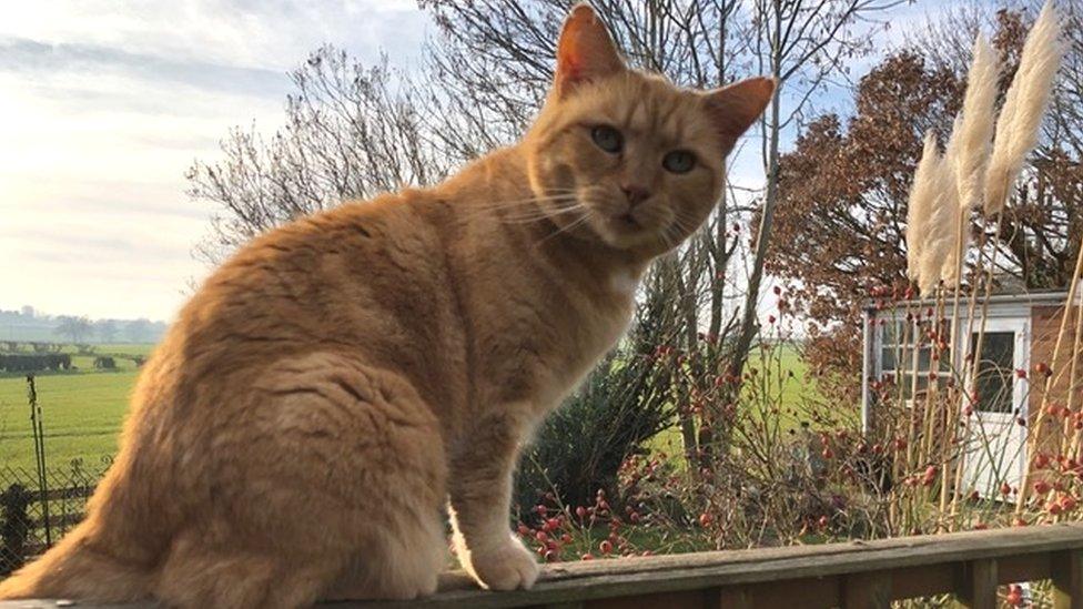 Cat enjoying the spring sunshine in Shropshire