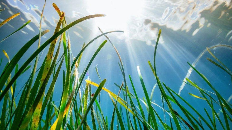 Seagrass is a vital marine habitat for a variety of species and an incredible carbon sink