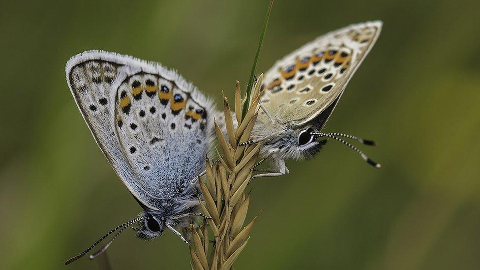 Butterflies