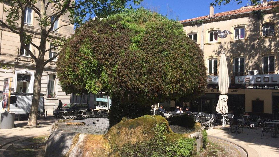 A tree in a square at Salon-de-Provence