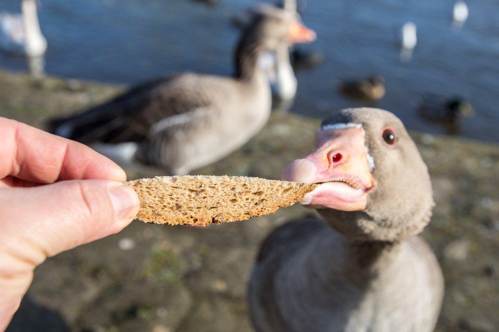 Someone feeding bread to geese