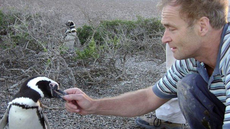 Prof Wilson feeds a penguin