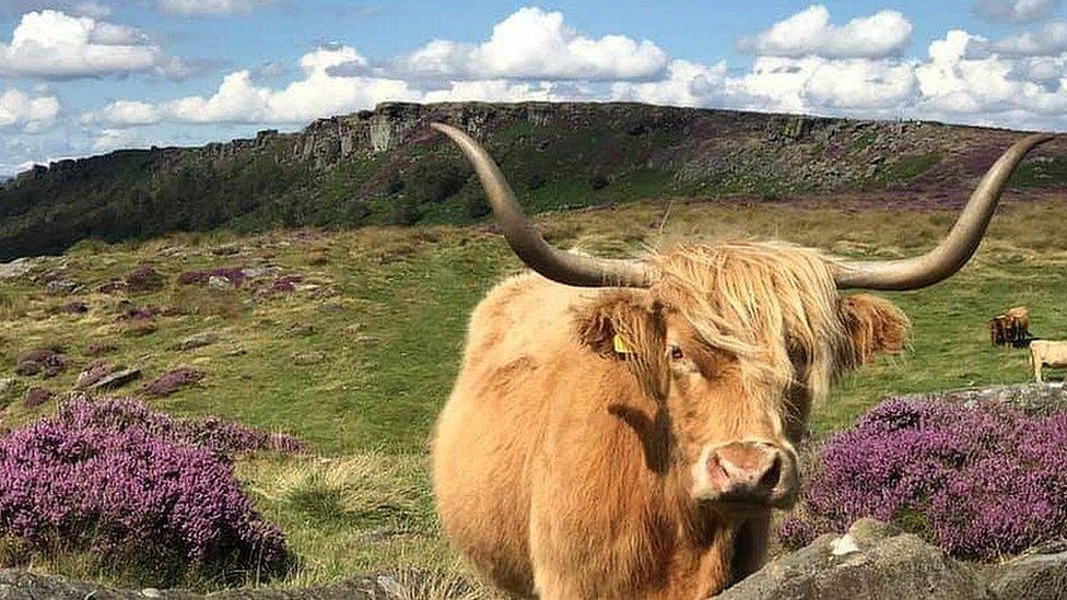 Highland cows on Baslow Edge