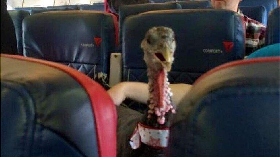 biggestlittlepickle uploaded on imgur: My neighbor is a flight attendant. He just posted this photo of someone's "therapy pet," on his flight.