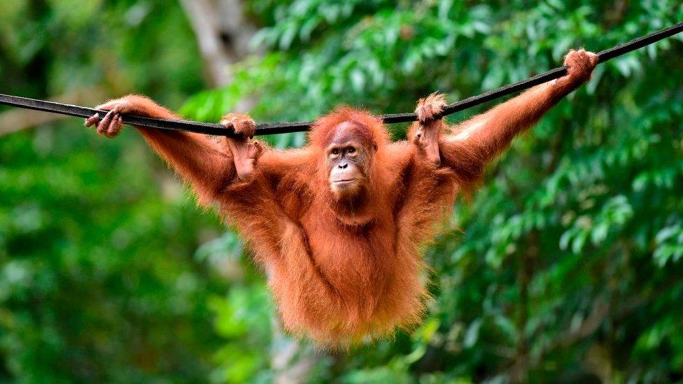 Orangutan