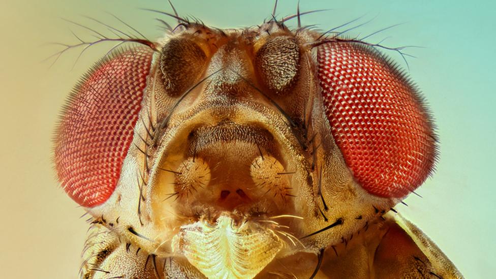 A fruit fly, magnified