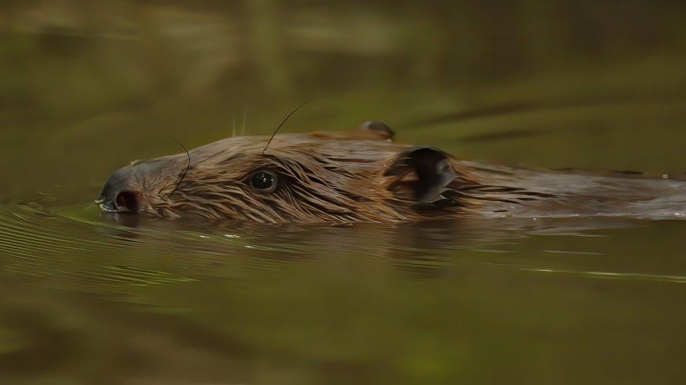 A beaver swimming