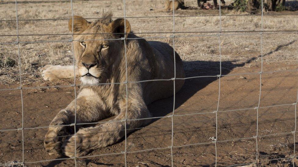 A lion at a breeding farm in South Africa