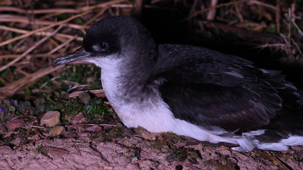 bird on ground