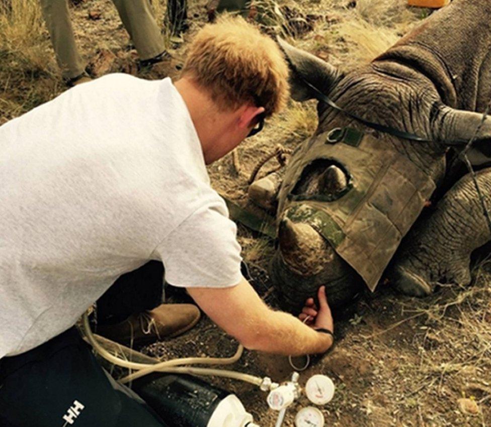 Prince Harry with a sedated Rhino