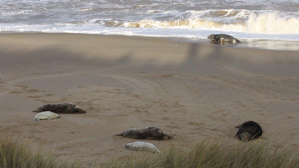 Seals at Horsey beach, Norfolk