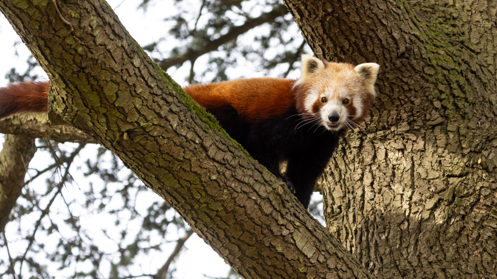 Red Panda Nilo climbing on the Cedar tree in the middle of his new habitat