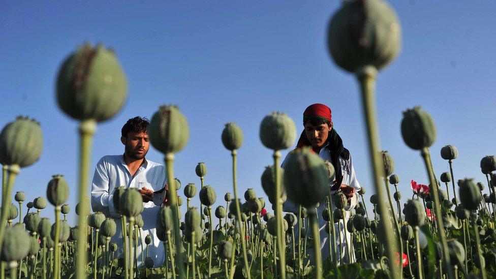 Agriculture is the main source of income in many of Nangahar's districts, including wheat, rice and poppy cultivation