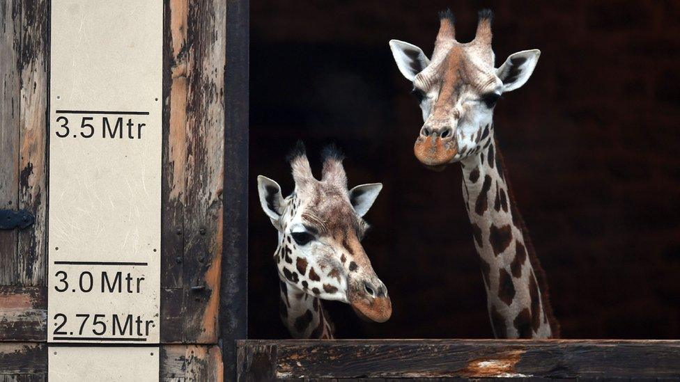 giraffe-chester-zoo.