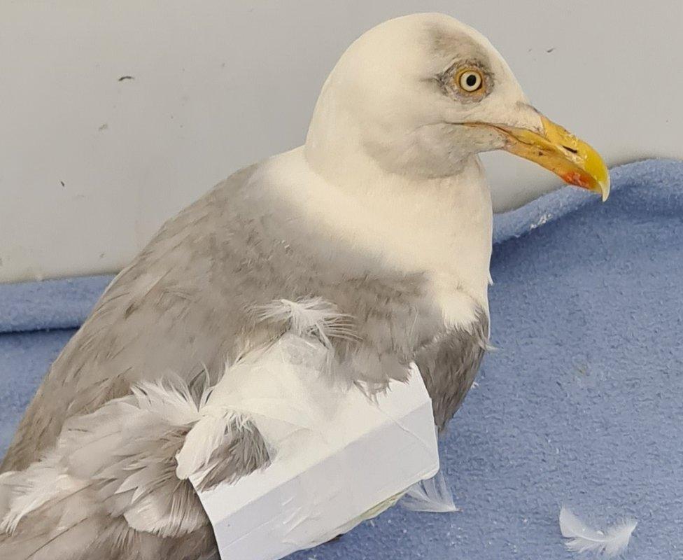 Mrs Gould said gulls are clean and do not carry diseases, they end up at Bird Aid through injury