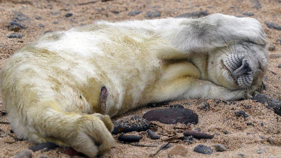 A seal pup on the Farne Islands during the annual census